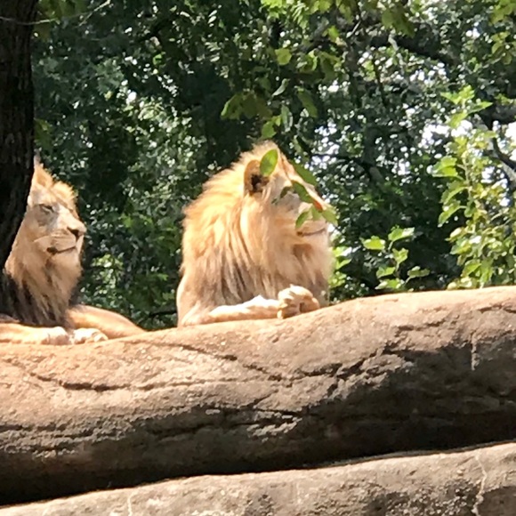 little_lion_man
